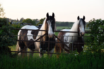 Curious horses The image is a landscape photograph capturing two curious horses standing behind a metal gate, set against the backdrop of lush green fields and overgrown vegetation in the Peak District. Taken in the evening during spring, the soft, fading daylight highlights the distinctive markings on the horses and illuminates the surrounding nature, including wild grasses and blossoming bushes. With elements of animals and nature prominently featured, the photograph showcases the tranquil rural charm of the Peak District, a well-known area renowned for its scenic beauty.